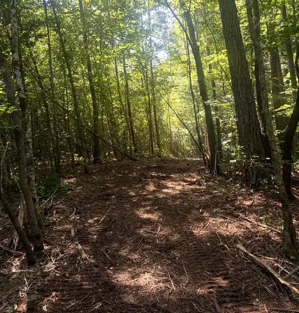 Understory cleared out from beneath standing timber