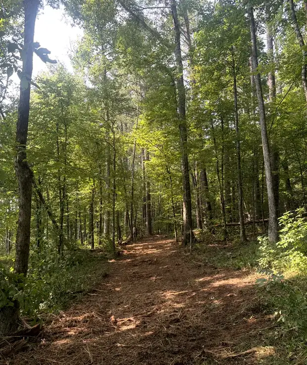 Mulched trail running uphill through mixed hardwood timber in West Alabama