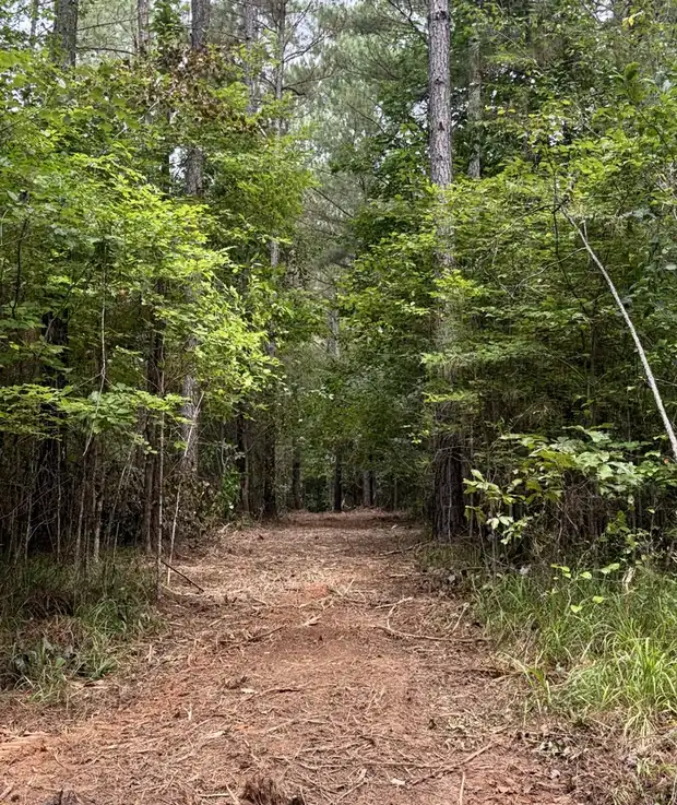 Access lane opened through a pine stand